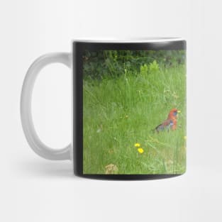 Crimson Rosella Collecting Dandelion Mug